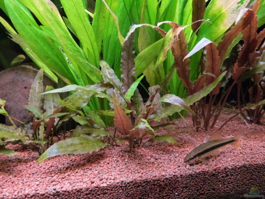 Гигрофила Браун аквариумное растение