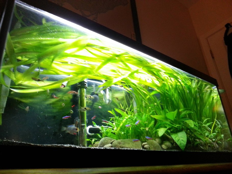 Сагиттария пусилус