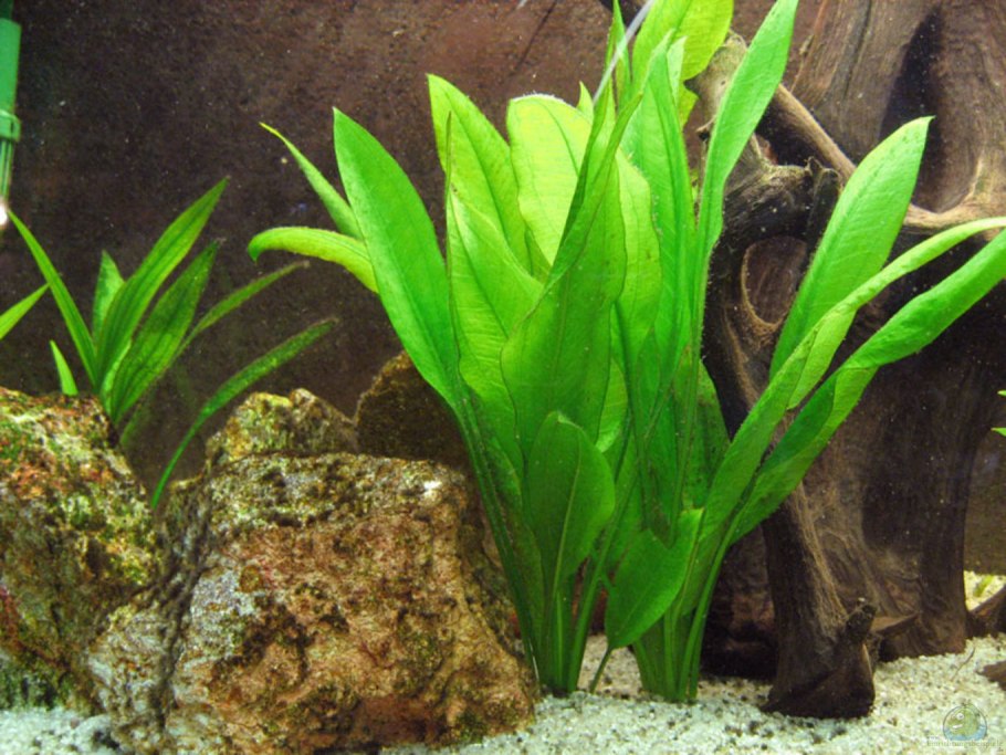 Валлиснерия и Криптокорина