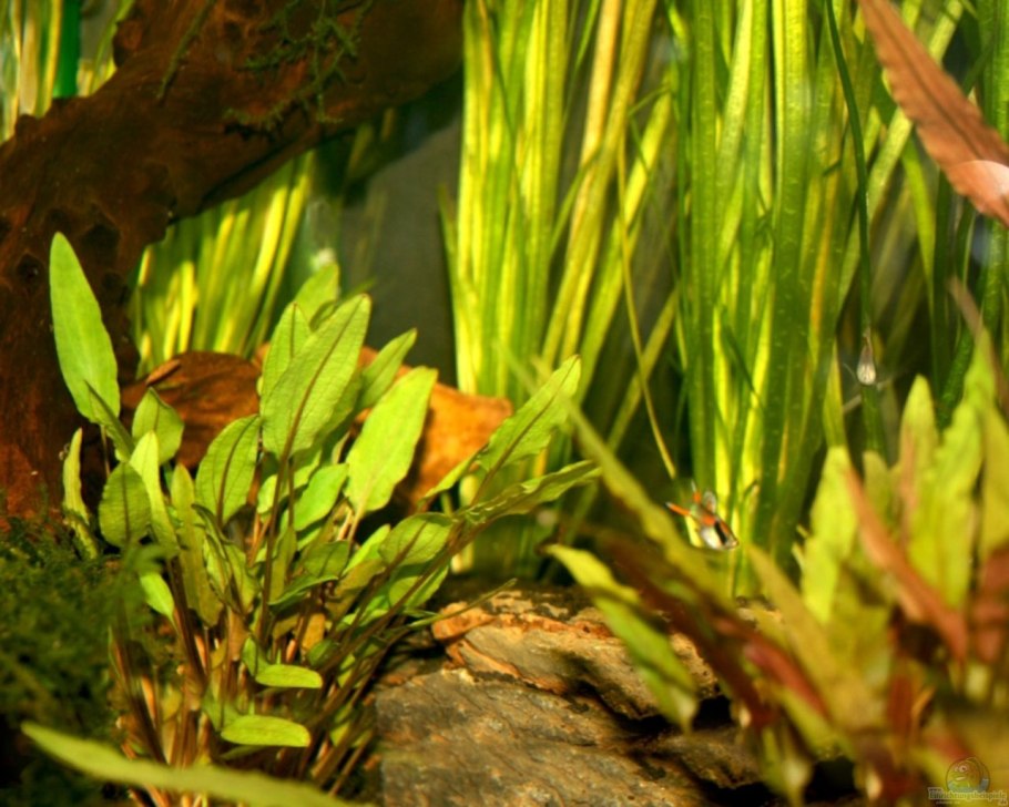 Валлиснерия леопард