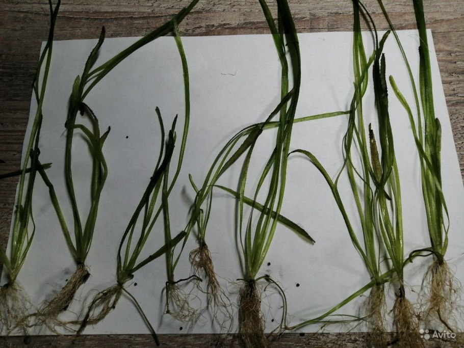 На валиснерии появились маленькие