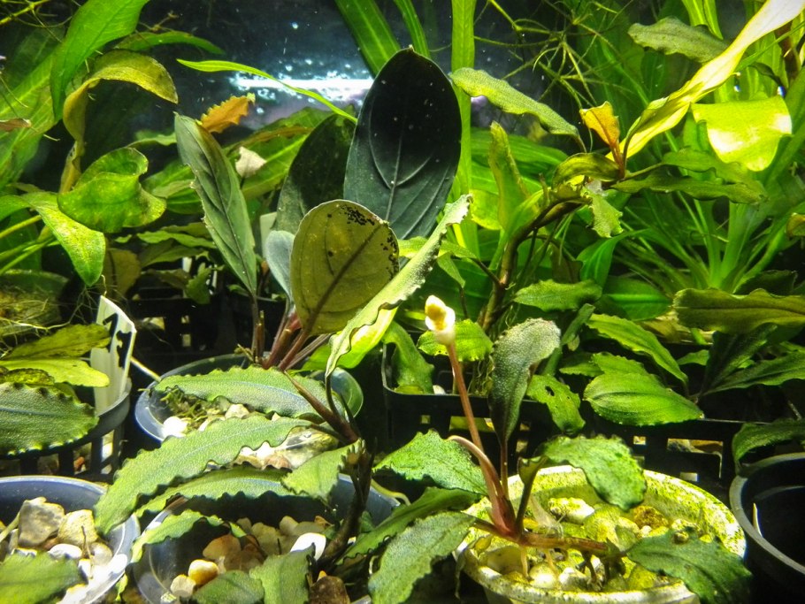 Криптокорина Валкера Cryptocoryne walkeri