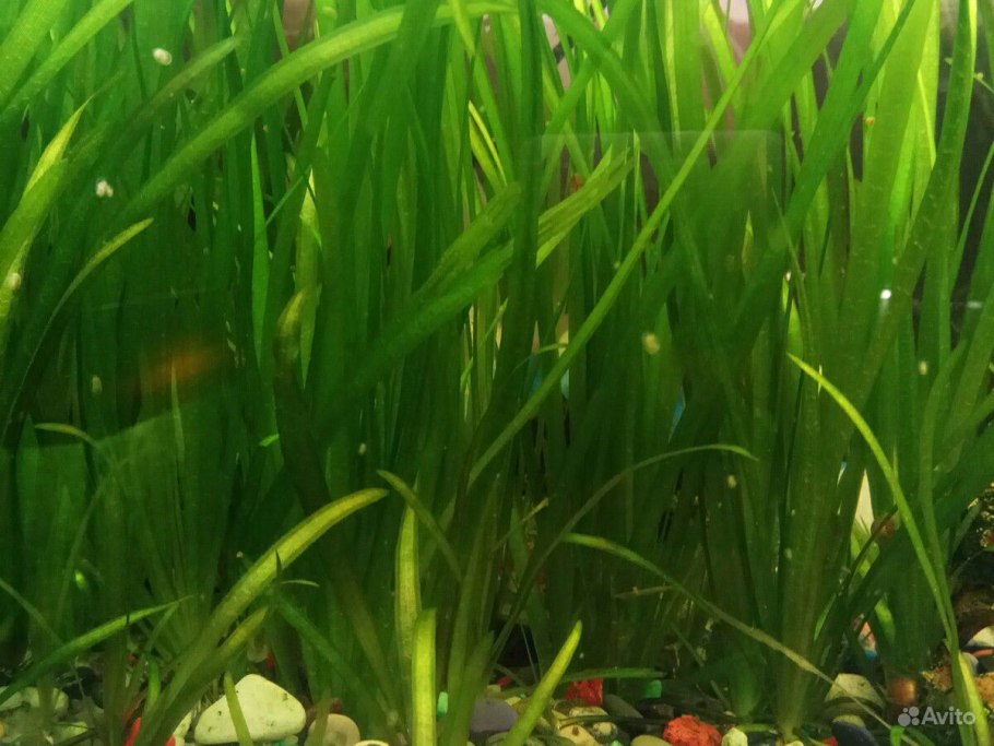 У валиснерии появился черный Пушок