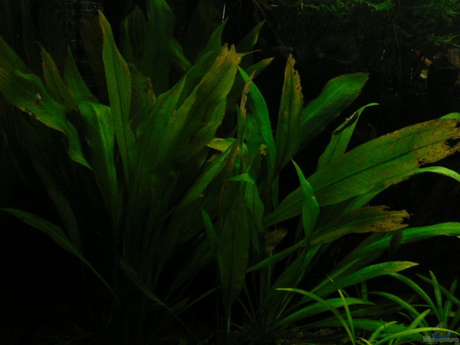 Анубиас Криптокорина Валлиснерия