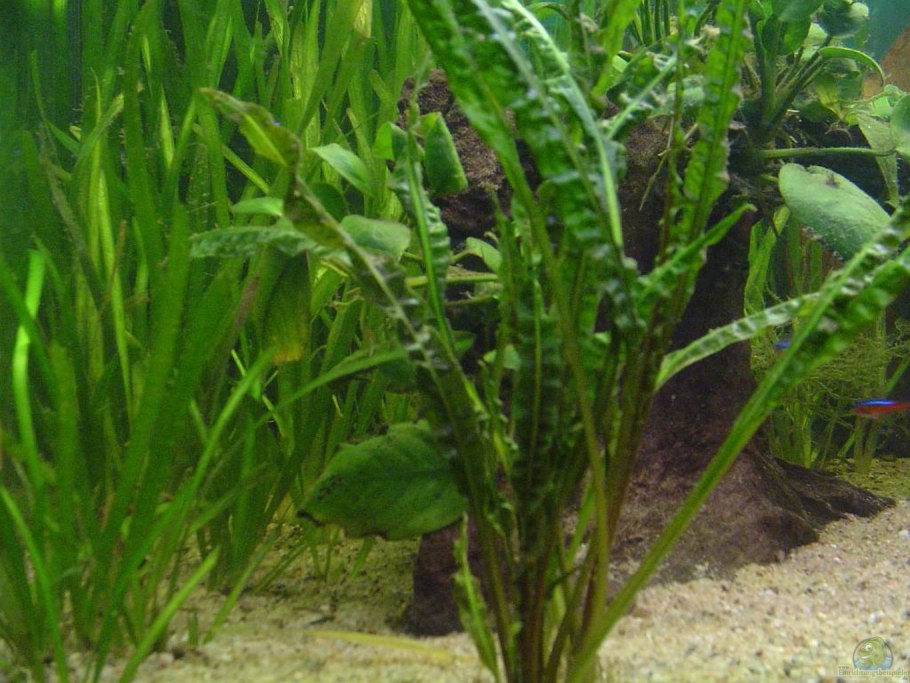 Валлиснерия и Криптокорина
