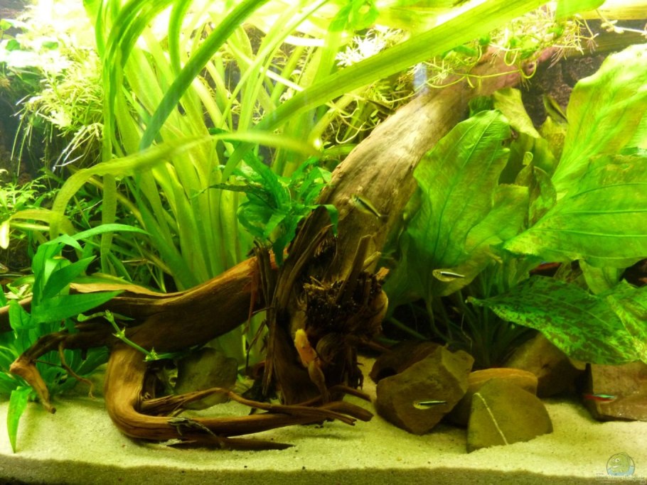 Эхинодорус четырехребристый