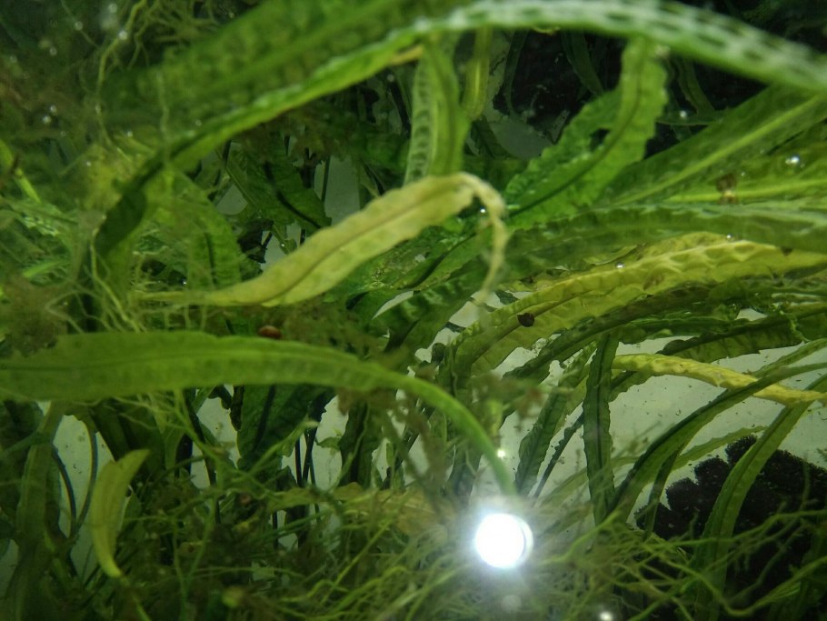 Криптокорина Вендта апоногетонолистная