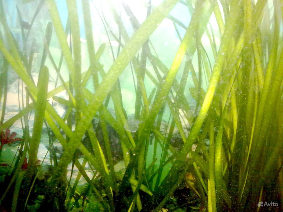 Валлиснерия полосатая (пучок)