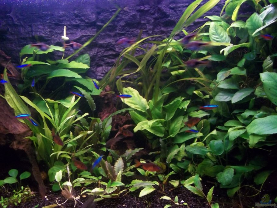 Анубиас Криптокорина Валлиснерия