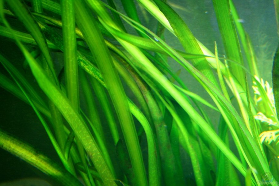 Эхинодорус квадрикостатус (Echinodorus quadricostatus)