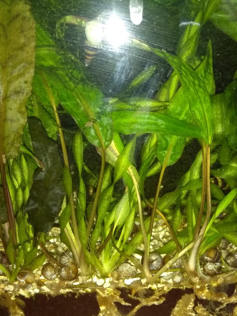 Криптокорина понтедериеволистная