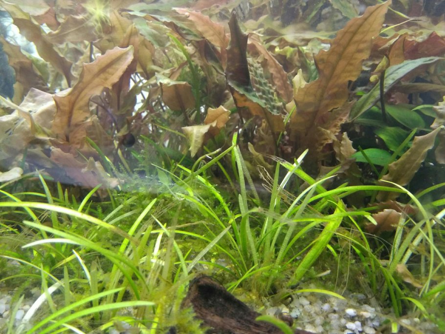 Криптокорина Скуррилис