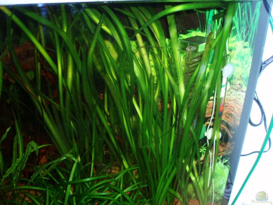 Microsorum Pteropus prothallium