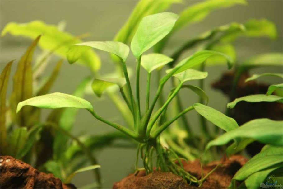Анубиас Криптокорина Валлиснерия
