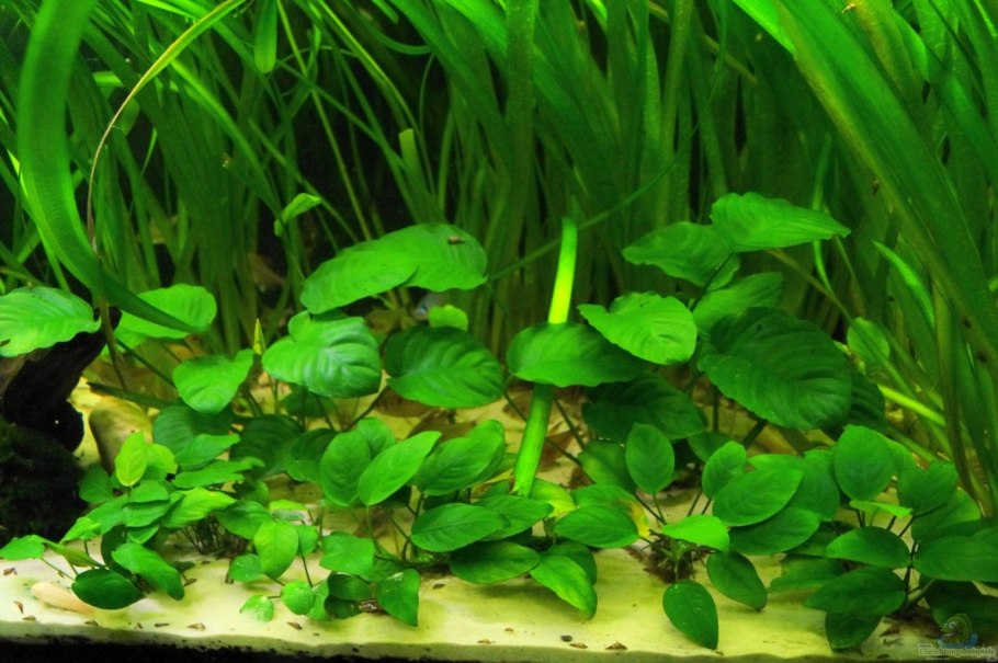 Сагиттария субулата