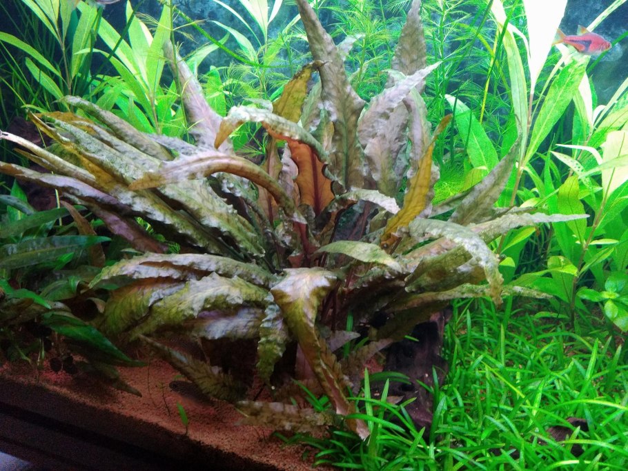 Криптокорина иволистная