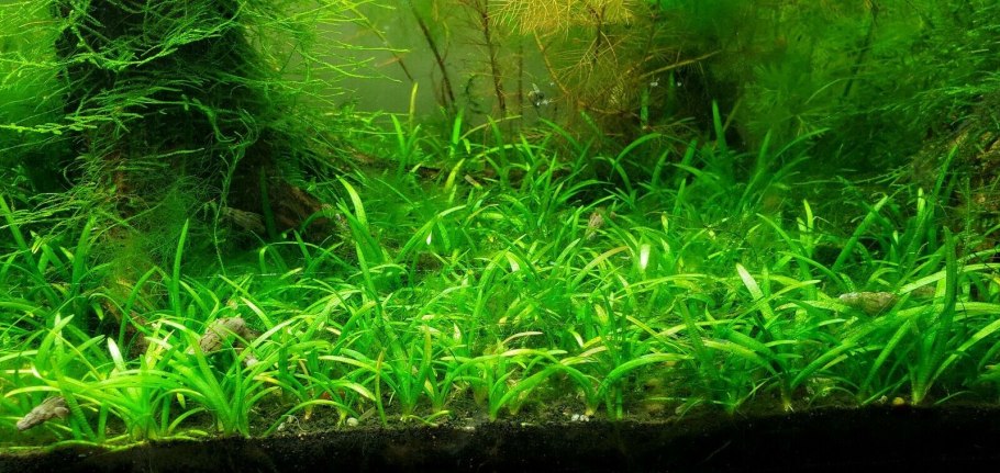 Cryptocoryne lutea