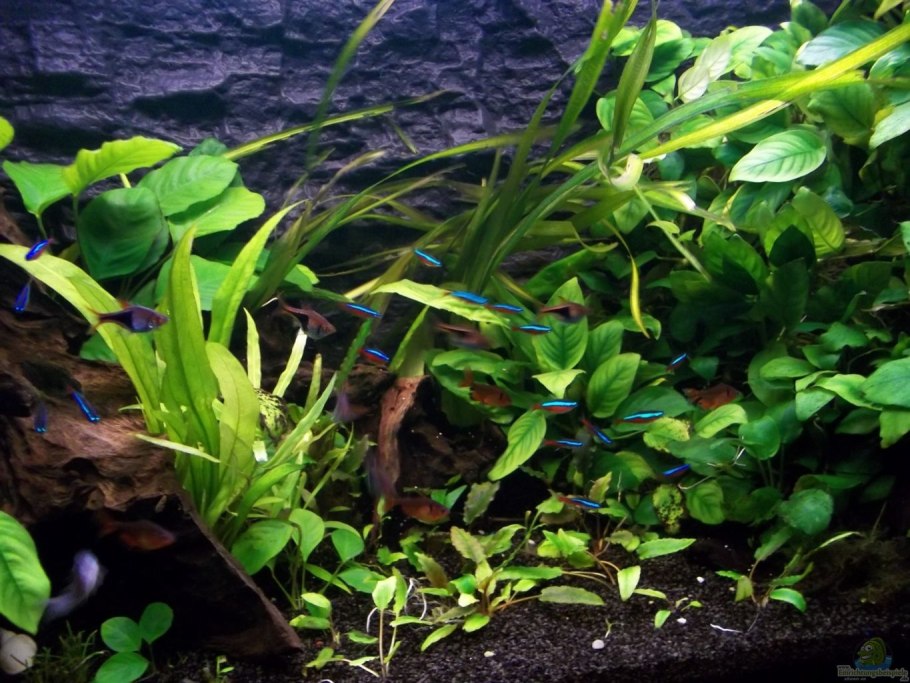 Анубиас Криптокорина Валлиснерия