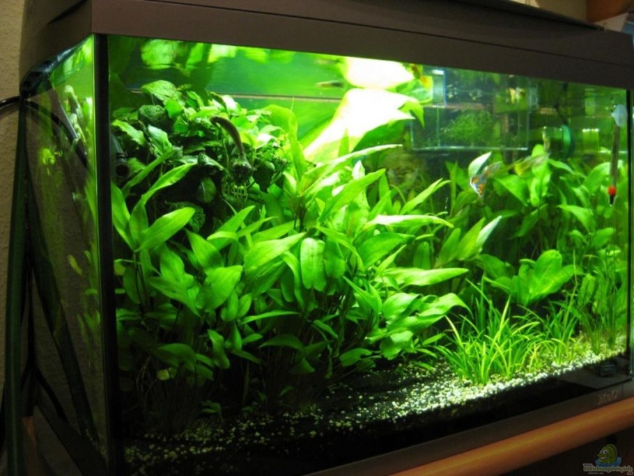 Валлиснерия, Людвигия, роголистник, Кабомба, Криптокорина, анубиас.