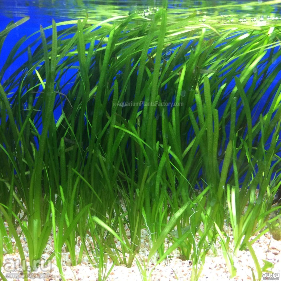 Гигантская Валлиснерия цихлидник