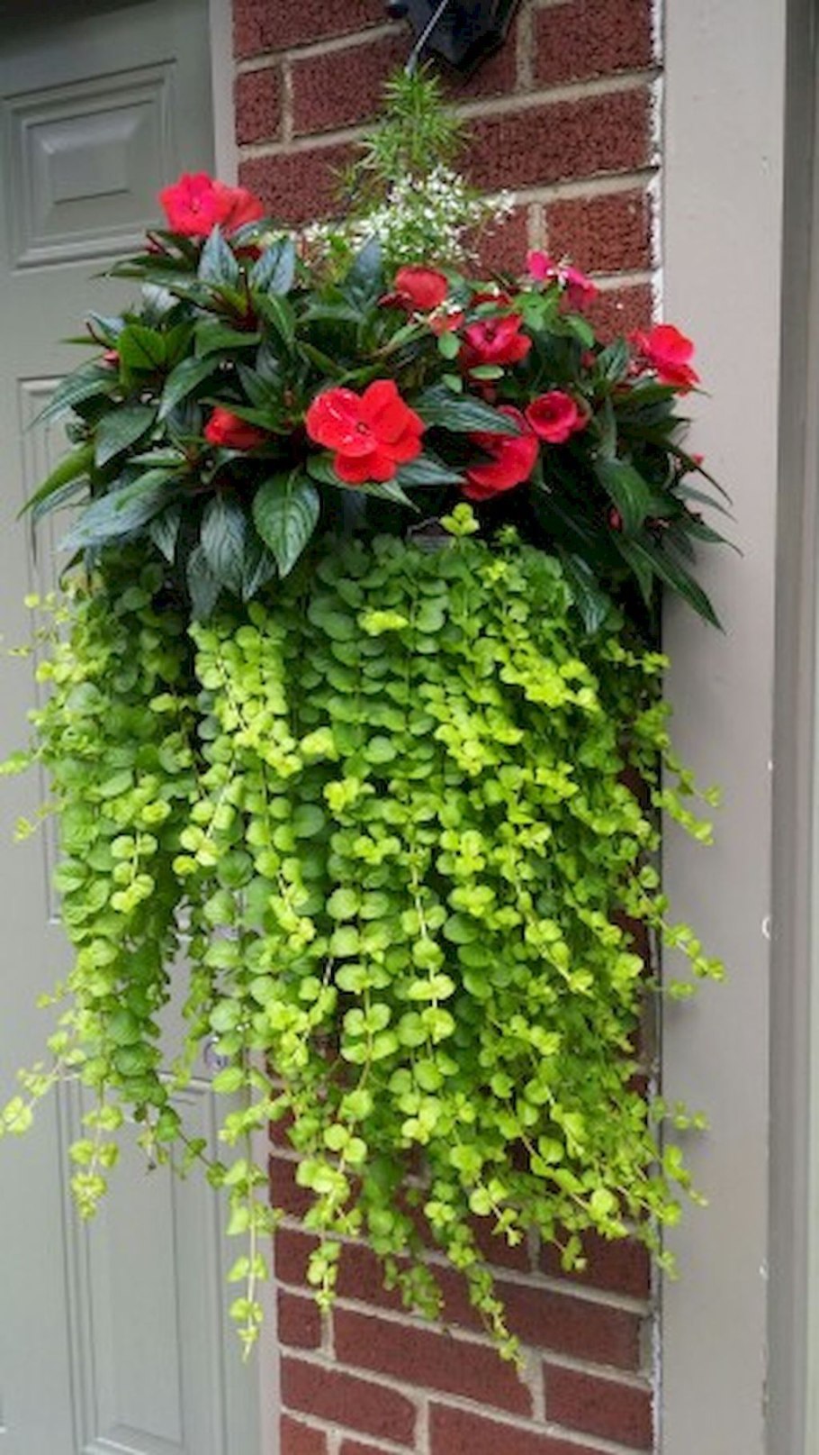 Сады ампельных петуний