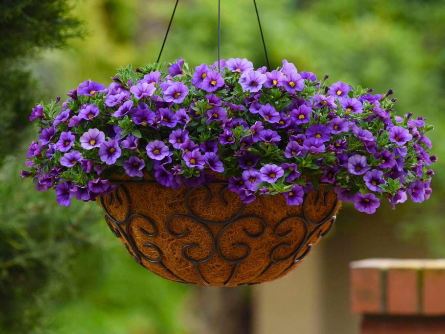 Калибрахоа Каблум