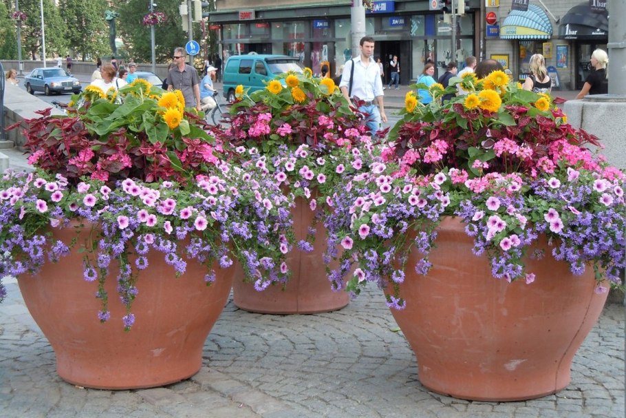 Хлорофитум и пеларгония