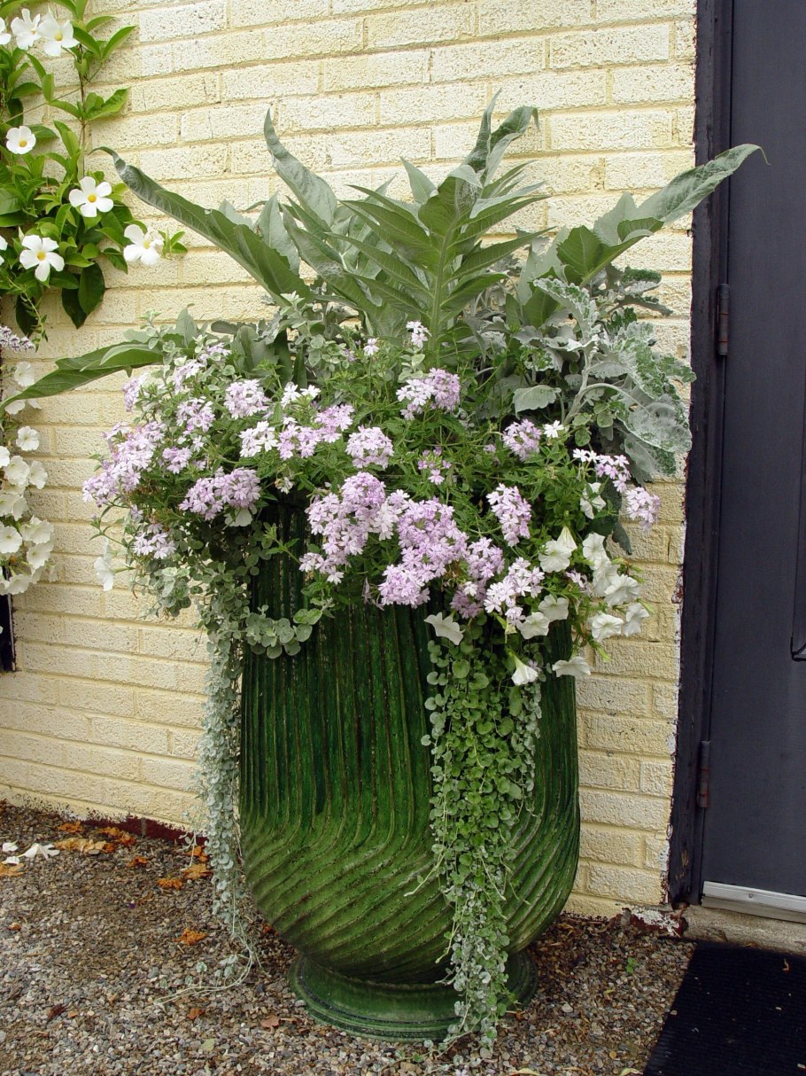 Дихондра и лобелия