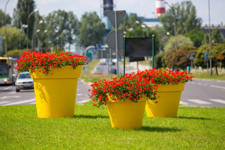 Контейнерное Озеленение однолетниками