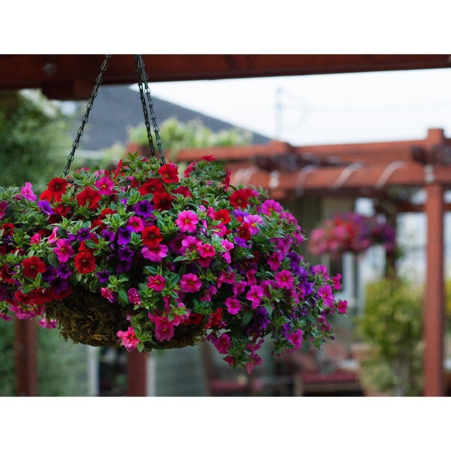 Дихондра ампельная ипомея батат