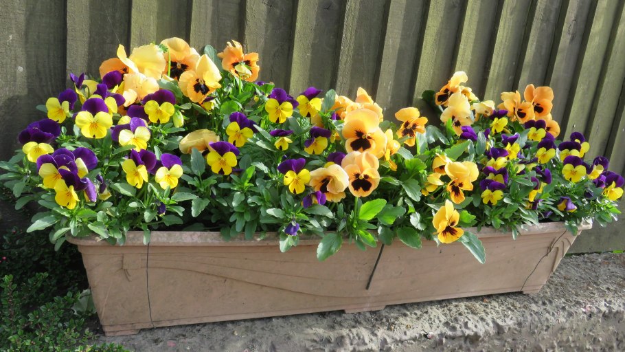 Контейнеры для озеленения