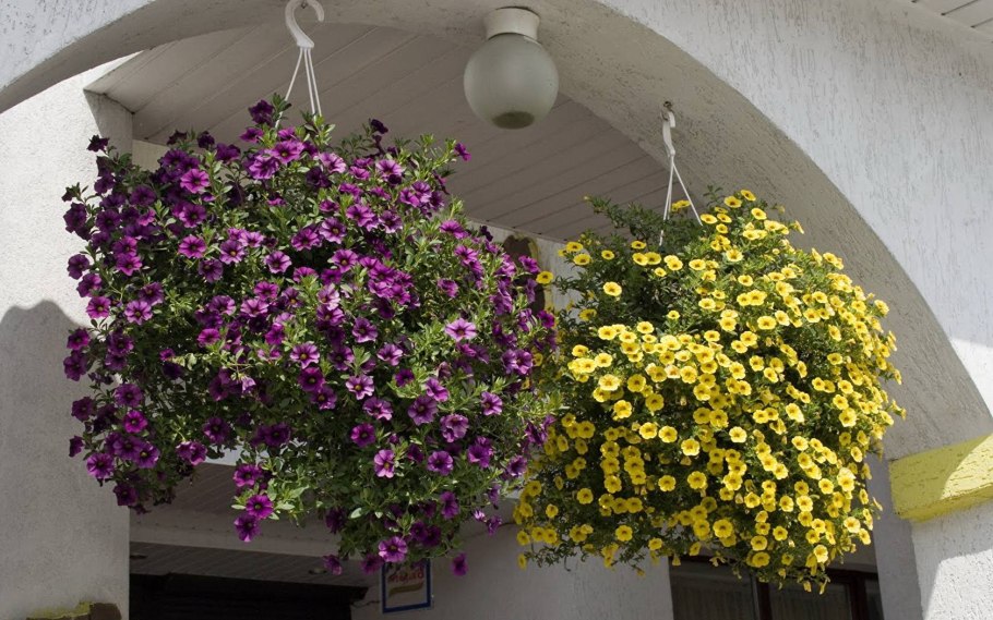 Пеларгония ампельная balkon