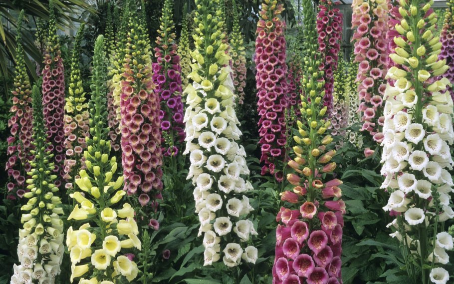 Лиатрис колосковый Флористан Вайолет