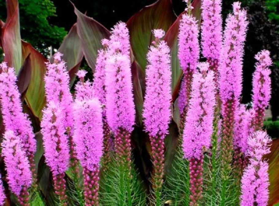 Рок Кресс семена сад ползучий тимьян