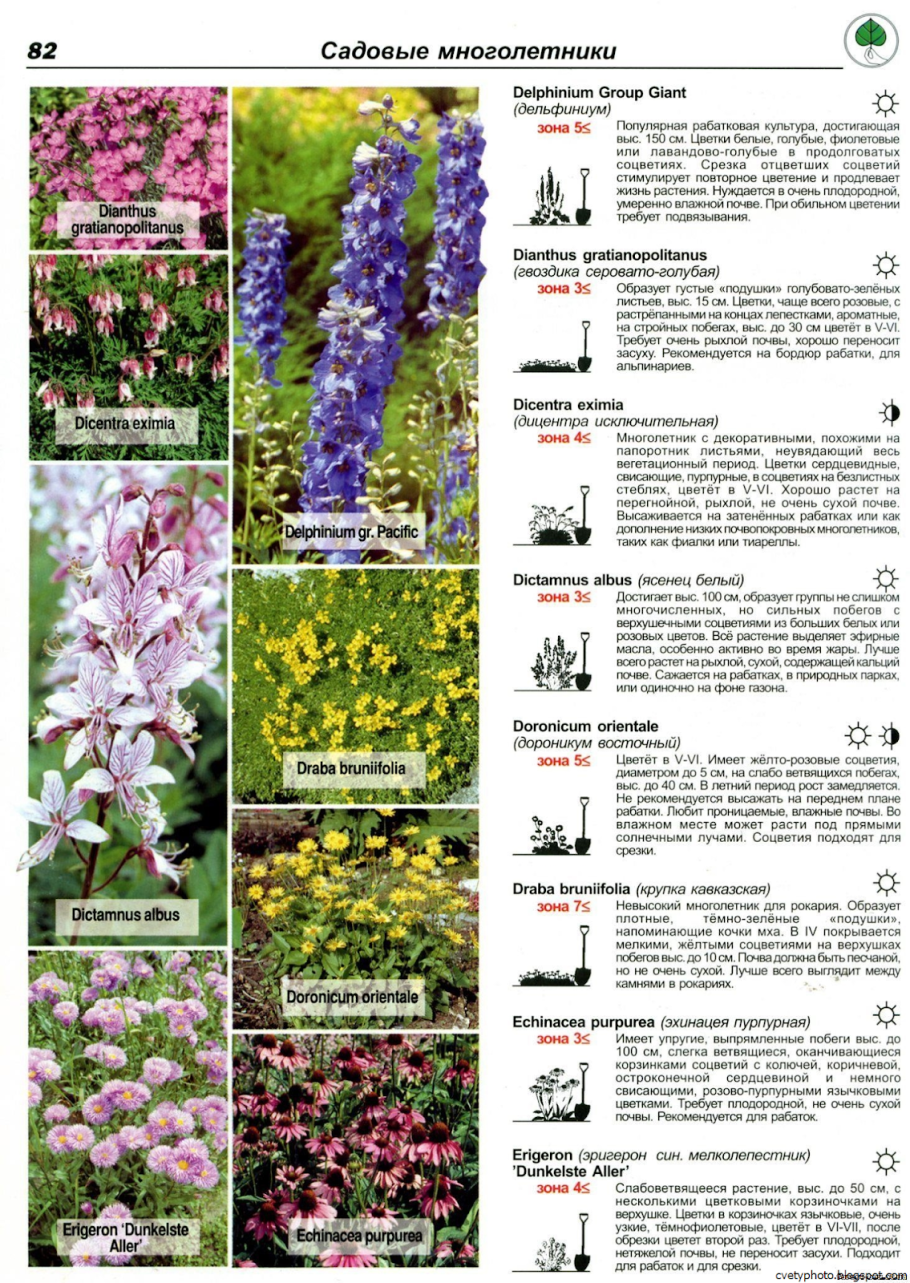 Садовые цветы каталог название