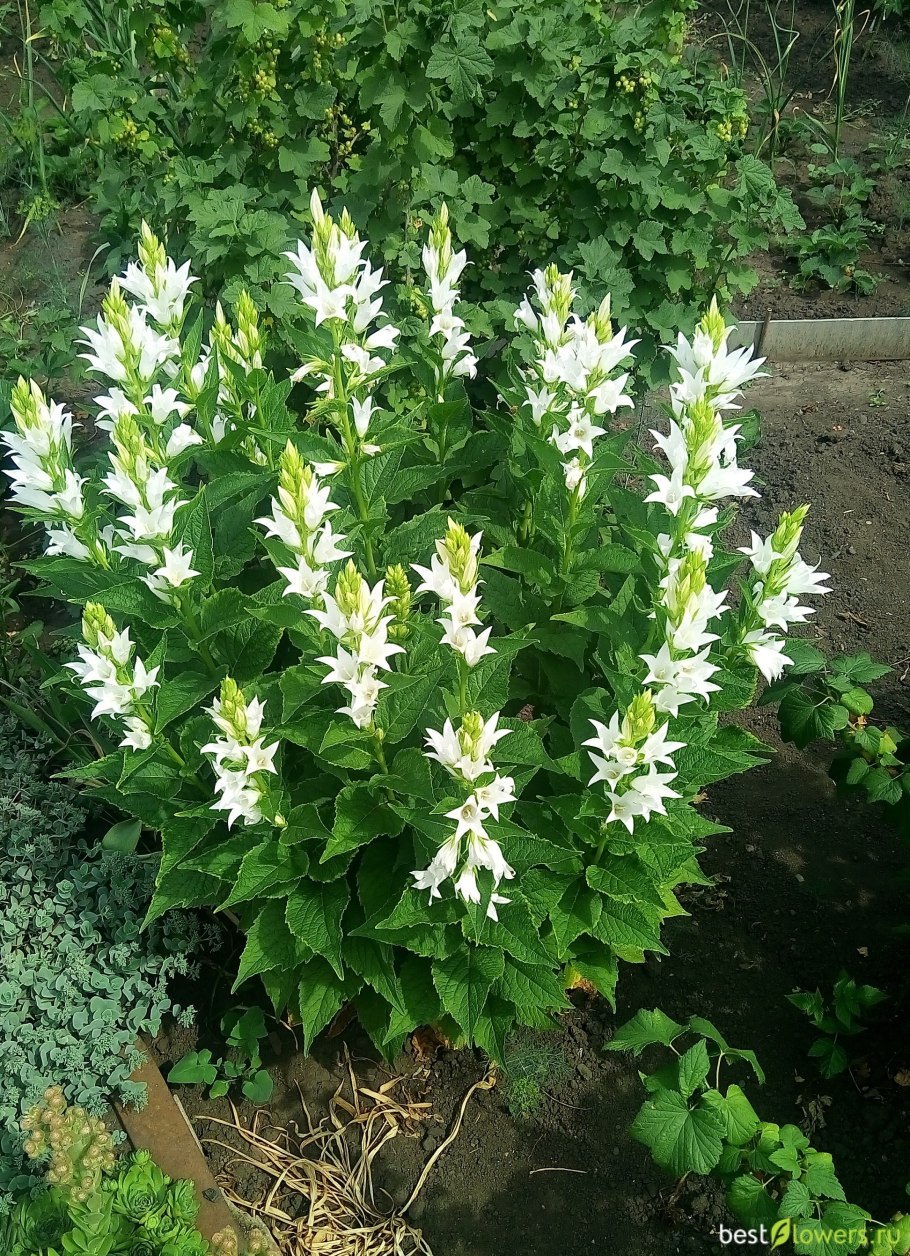 Гайлардия Гелиос многолетняя