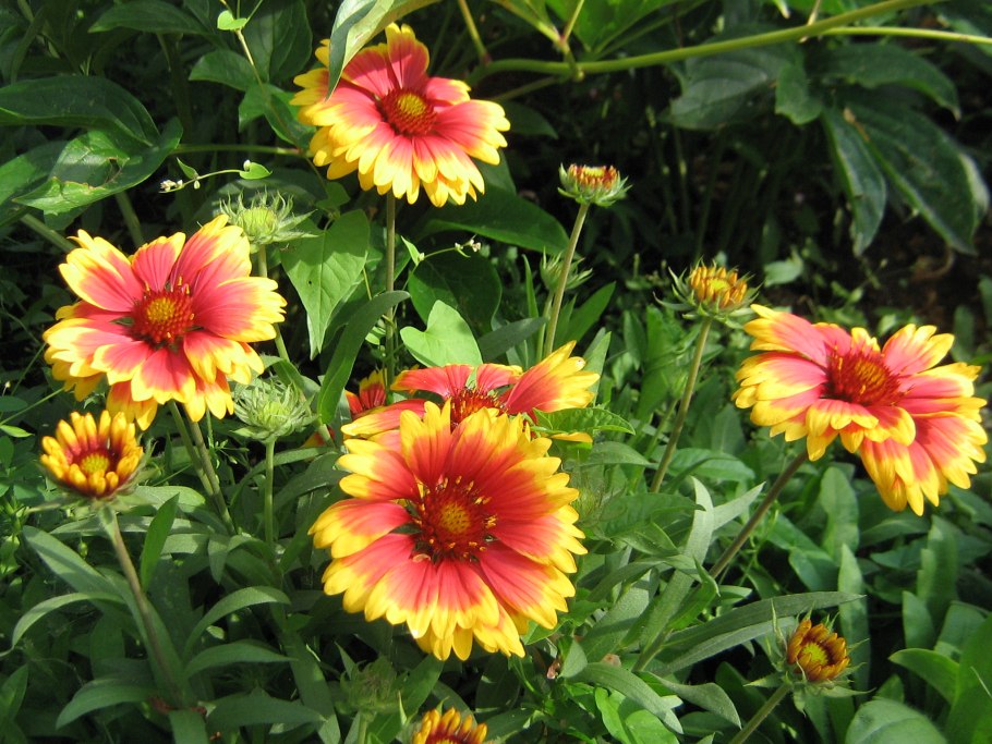 Луковичный цветок гиацинт