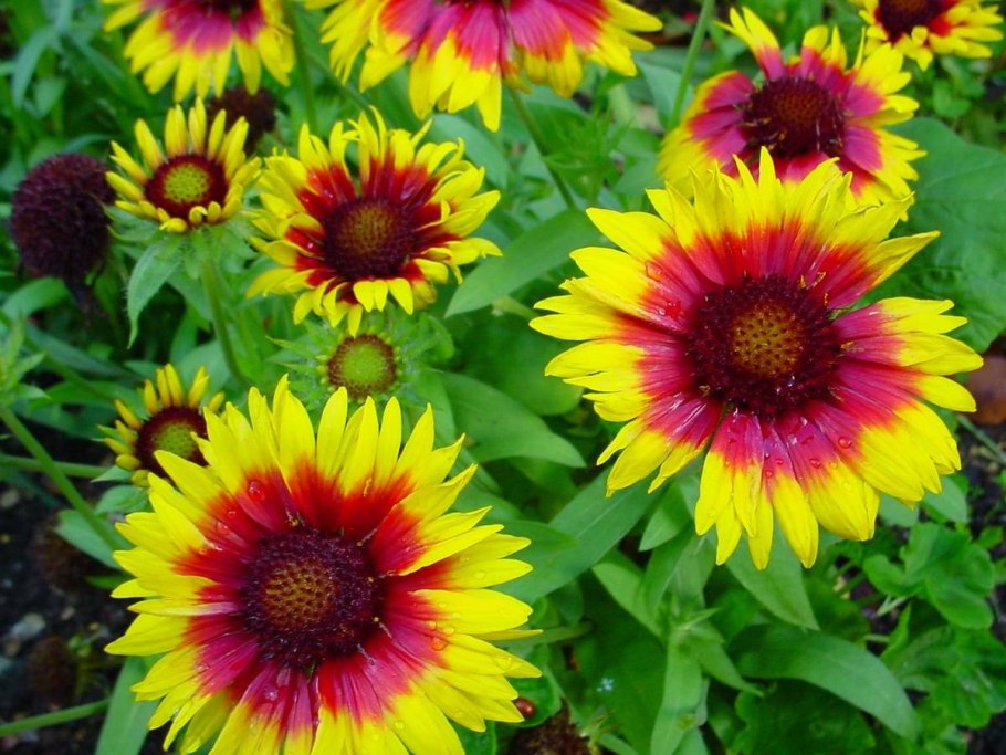 Лук Кристофа (a. christophii)