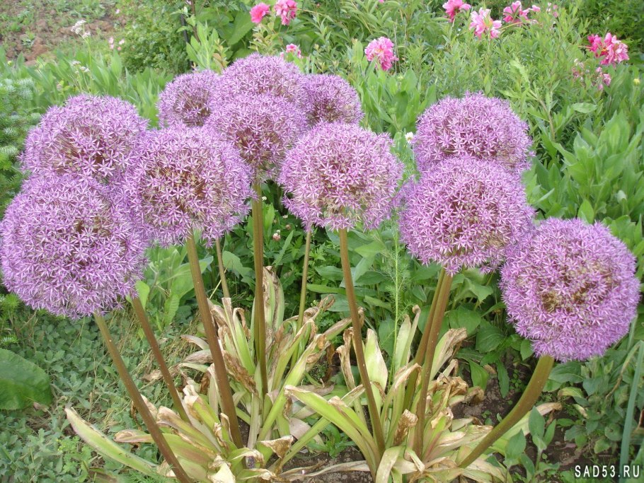 Астра однолетняя фиолетовая