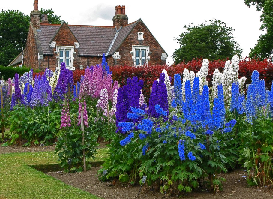 Таблица многолетних цветов