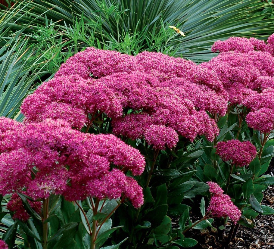 Многолетние цветы для сада по алфавиту названия