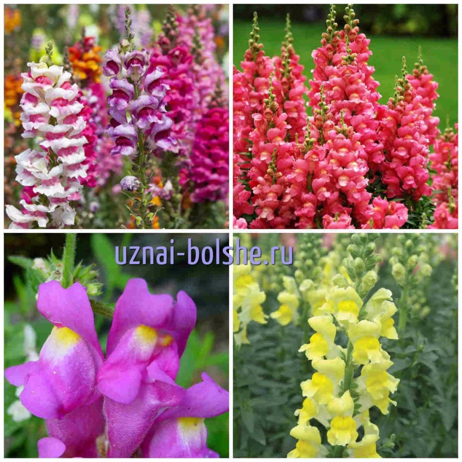 Вероника колосистая Хайдекинд