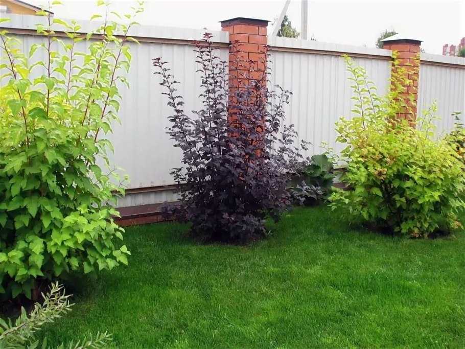 Пузыреплодник диабло