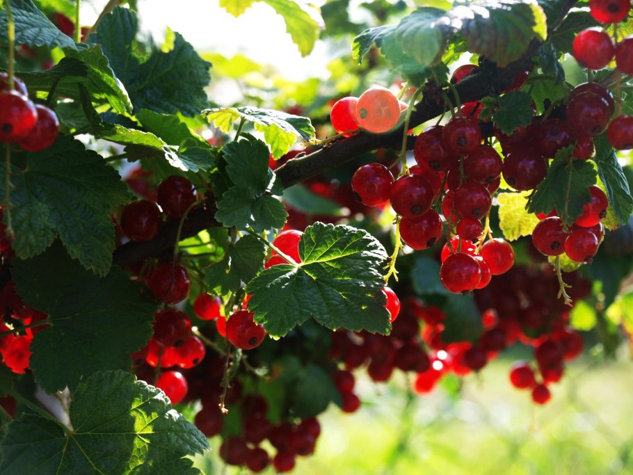 Мульчирование живой изгороди