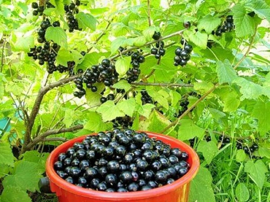 Жимолость Бакчарский великан