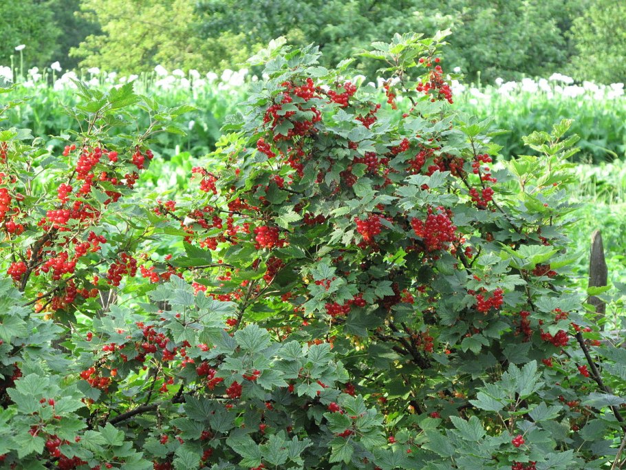 Лох многоцветковый