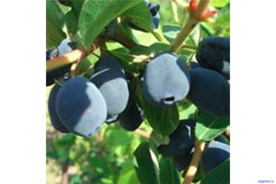 Голубика Норт Кантри