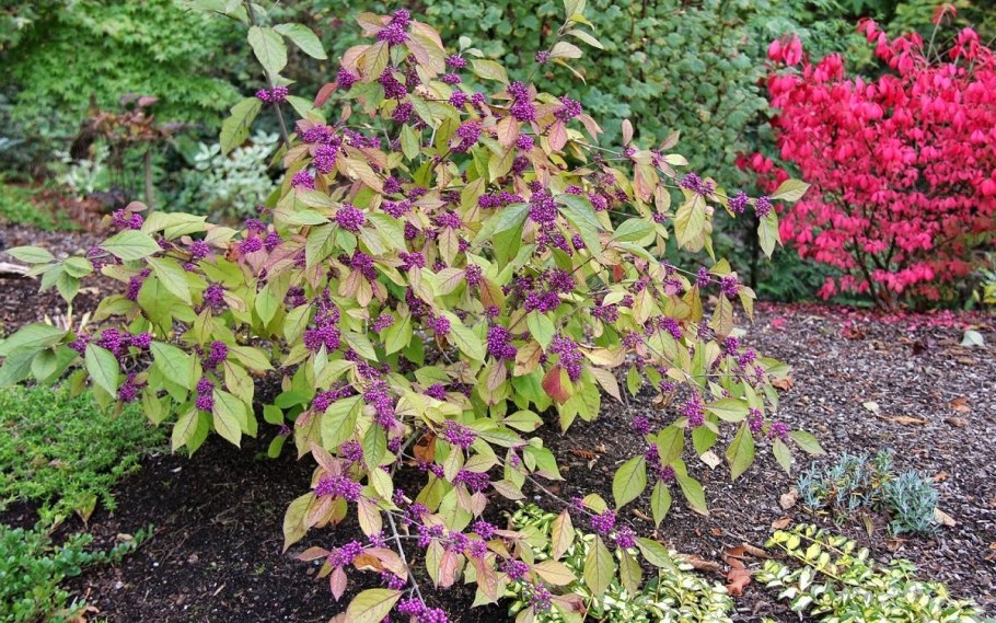 Голубика Садовая кустики