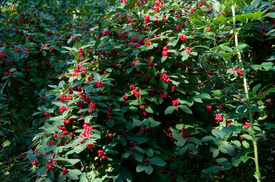 Куст крыжовника однолетка