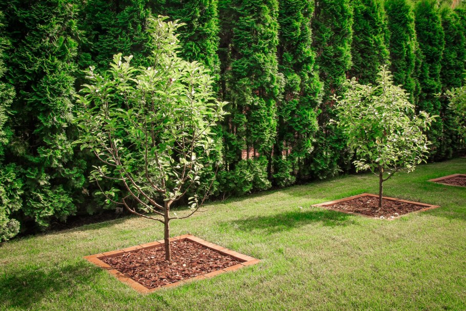 Серые ягоды на деревьях